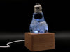 Image of Blue Hydrangea