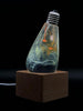 Image of Orange
